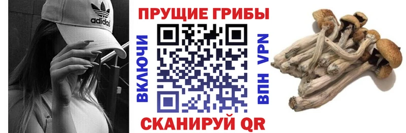 дарнет шоп  Великий Устюг  Галлюциногенные грибы GOLDEN TEACHER 